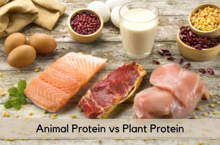 Animal Protein vs Plant Protein