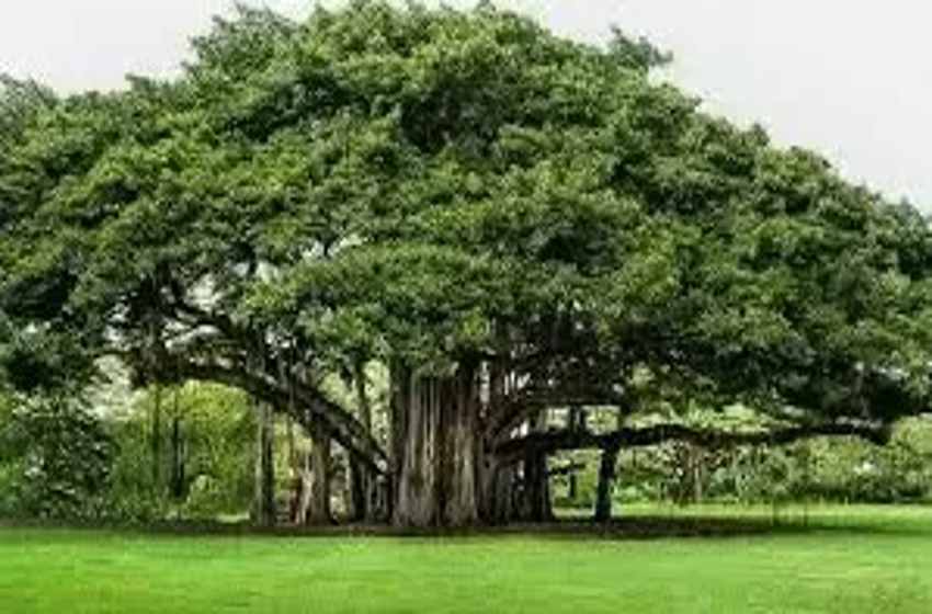 The National Tree Of India Indian Fig Tree SaralStudy