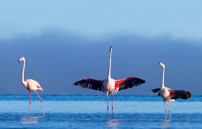 Greater Flamingo - Saral Study