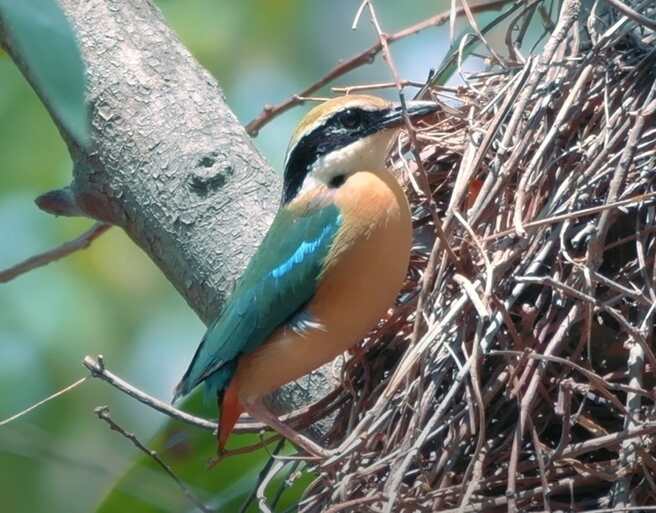 Indian Pitta Saralstudy