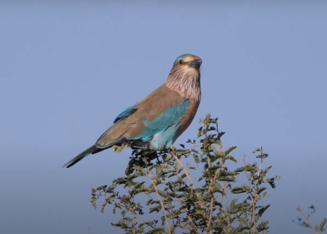 Indian Roller - Infojankari