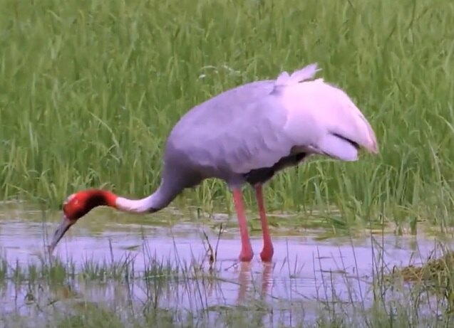 Sarus Crane - Saralstudy