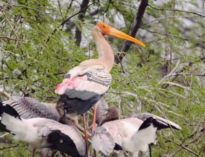 Painted Stork Saral Study