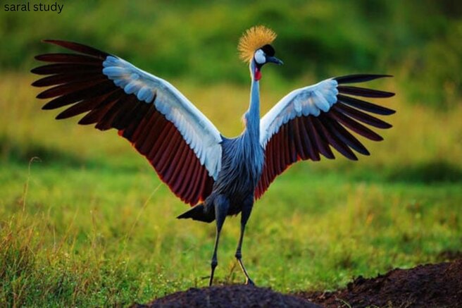 African Crowned Crane | The Grey Crowned Crane | saralsstudy