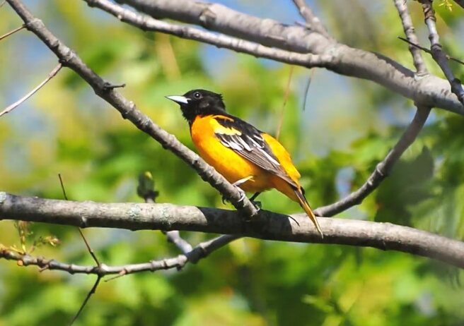 Baltimore Oriole