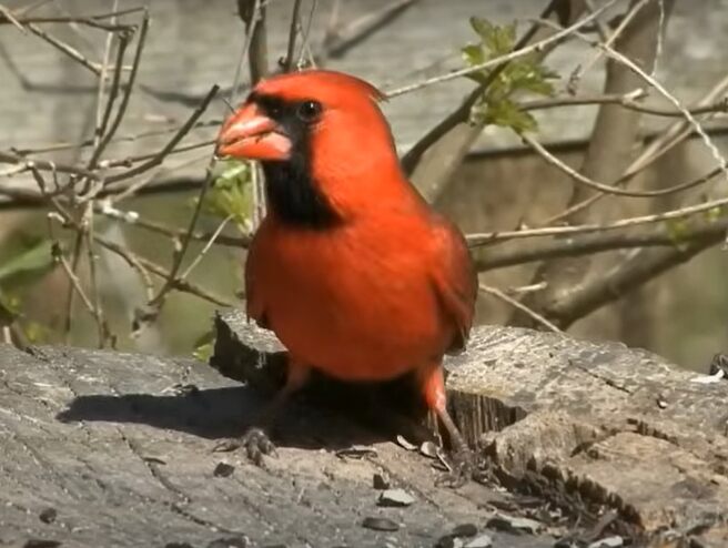 Northern Cardinal