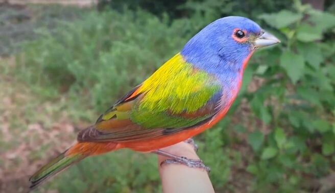 Painted Bunting