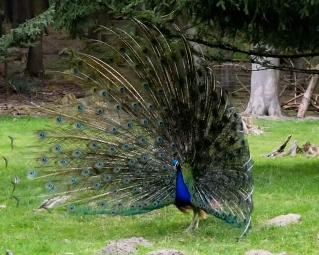 Peacock