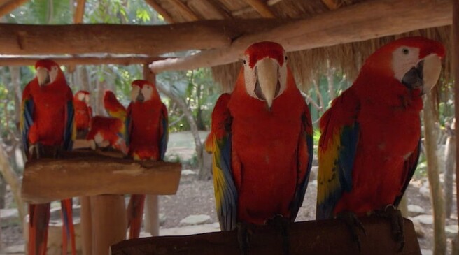 Scarlet Macaw