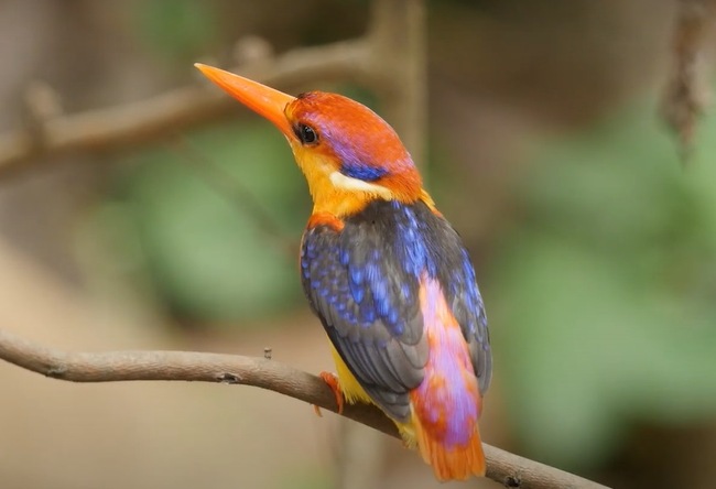 kingfisher