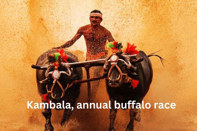 Kambala Annual Buffalo Race, Karnataka