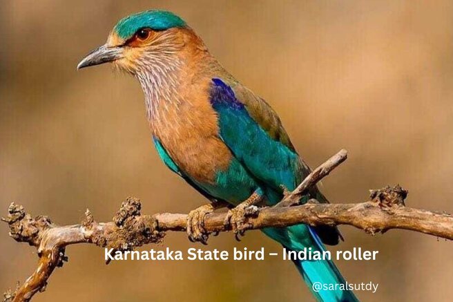 state bird of karanataka indian roller