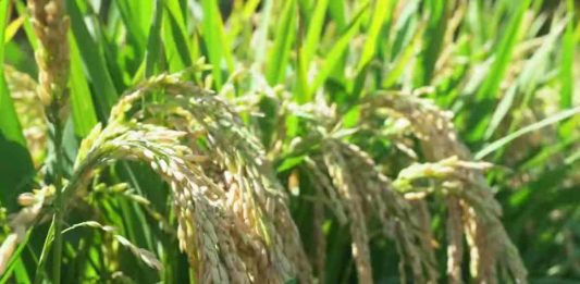 5 Rice Farming Challenges in India