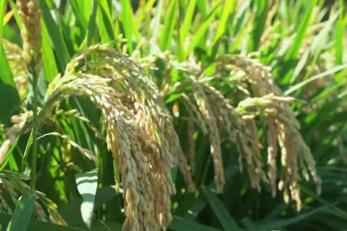 5 Rice Farming Challenges in India