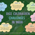 Rice cultivation challenges in india