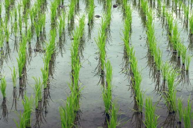 Paddy Field