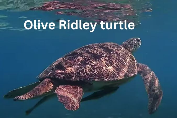 Olive Ridley turtle